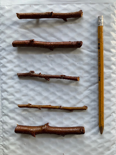 Flavor Delight Aprium scions/cuttings (Apricot X Plum hybrid)
