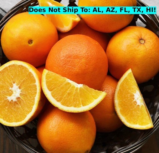 Lane Late Navel Orange Tree 24″ Live Plant Seedless Summer Ripening Semi-Dwarf