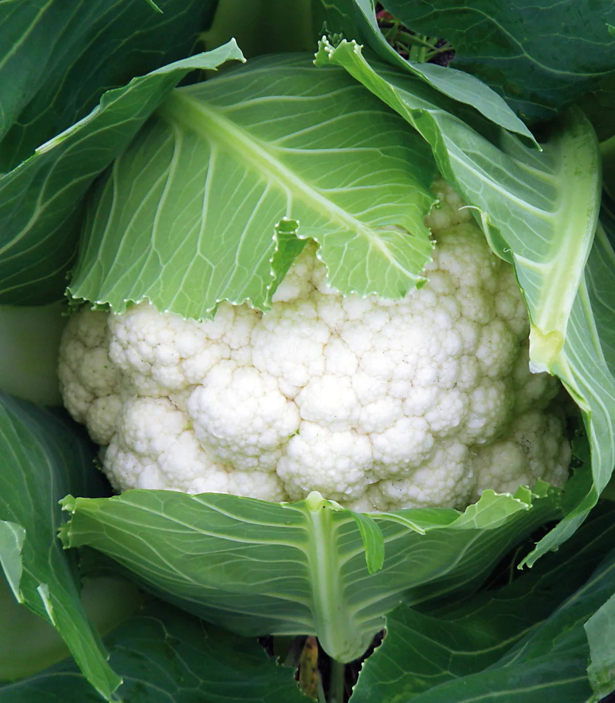 500 SNOWBALL SELF BLANCHING CAULIFLOWER SEEDS ~ 2026 ~ heirloomseedguy ~ USA