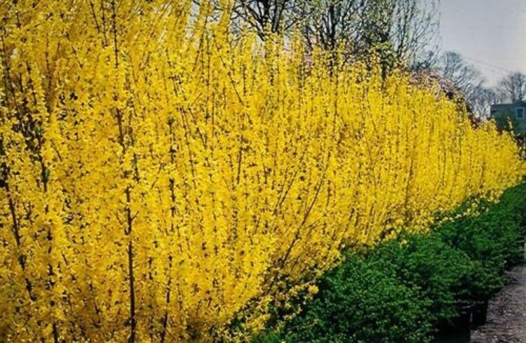 Forsythia Gold Lynwood Golden Xintermedia Bells Light Lemon Yellow Flower 4″ Pot