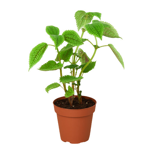 Pilea ‘Moon Valley’ – 4″ Pot