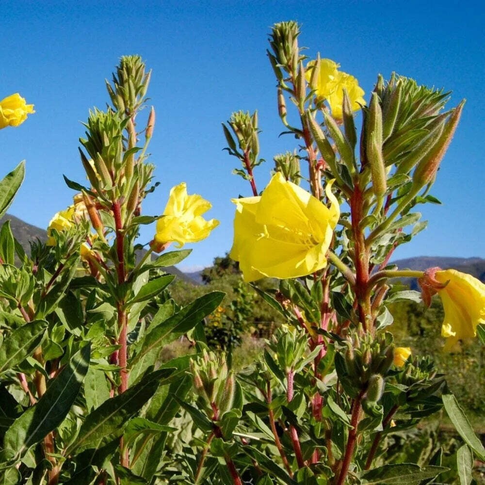 Evening Primrose Starter Plant – Oenothera Biennis 3″ Pot