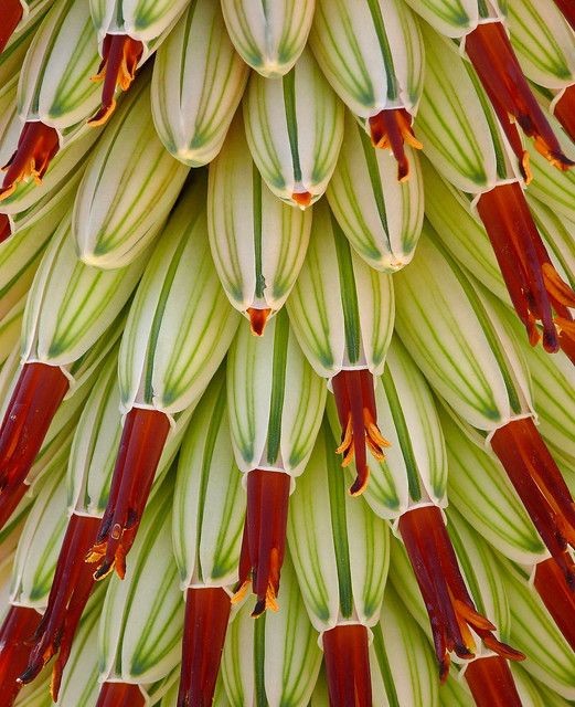 Aloe speciosa Limp Horn Aloe, Tilt Head Aloe 5 Seeds