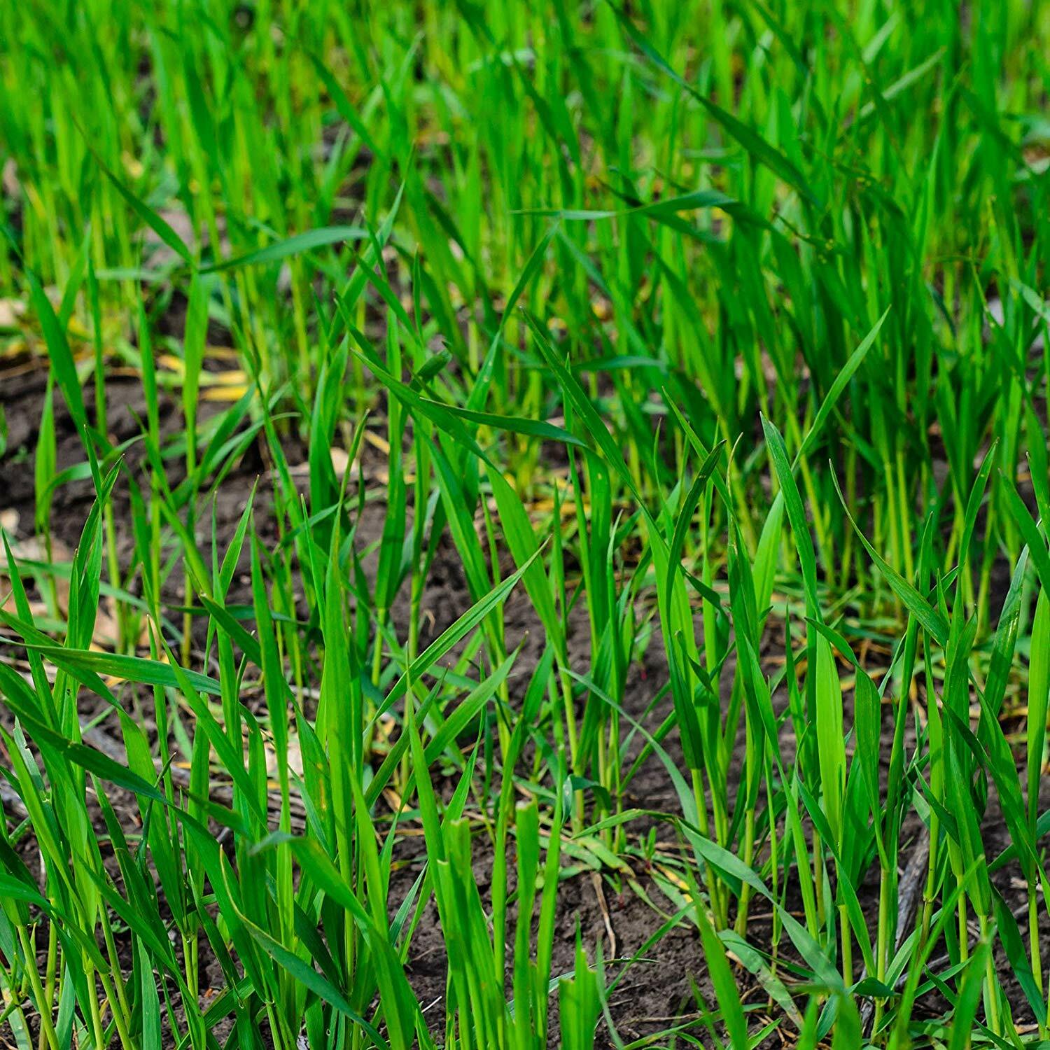 25 LBS Winter Rye Seed – Cover Crop, Food Plot Deer, Wildlife, Garden Cover Crop