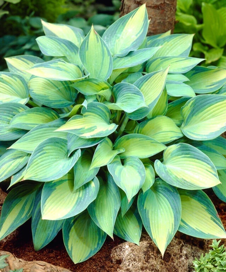 Hosta June (1)