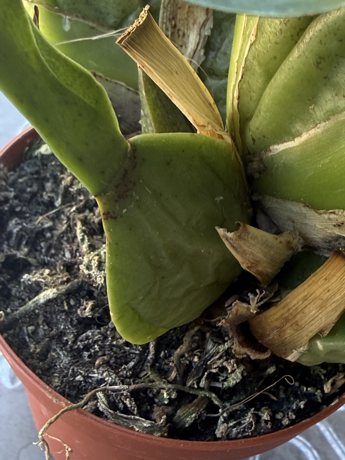 ORCHID PLANTS Onciduim with Dark blooms unnamed one rooted bulb not perfect no