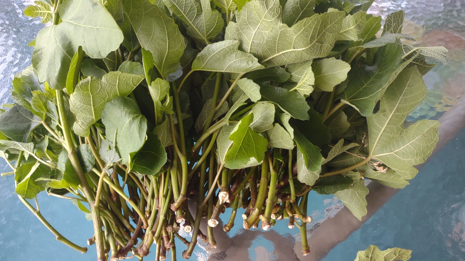 6 Cuttings branches Hardy Chicago Organic Fig Tree