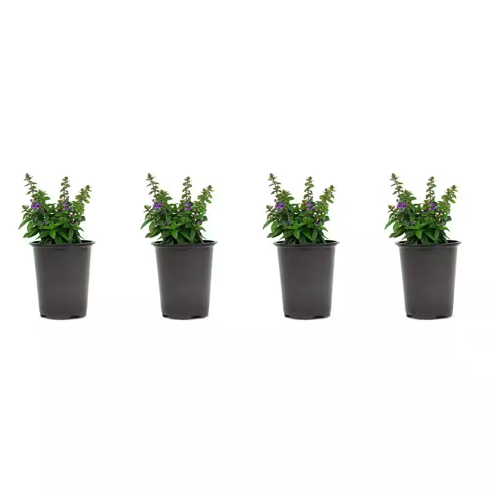 1.38-Pint Angelonia Blue Flower in 4.5 In. Grower’S Pot (4-Pack)