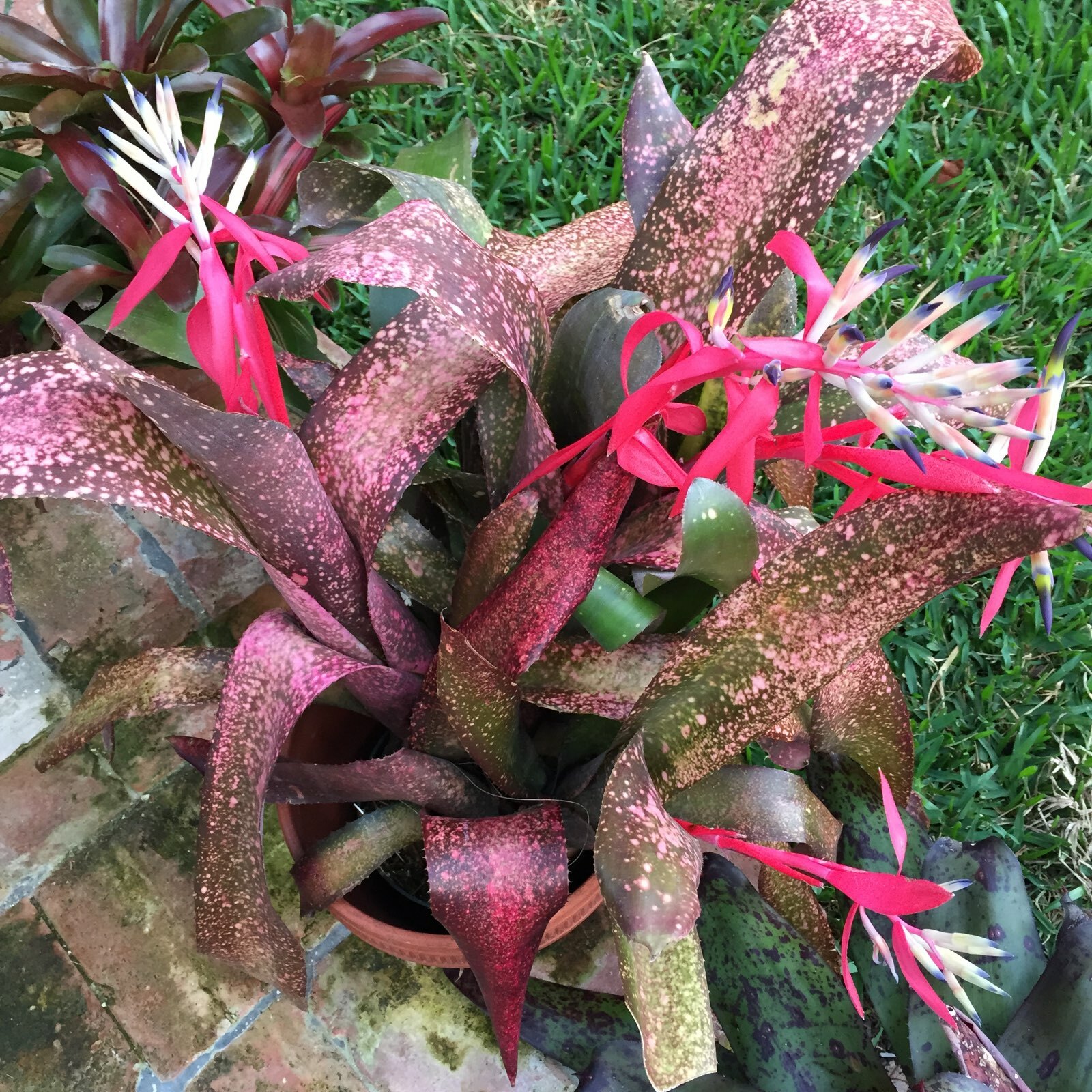 Billbergia PINK CHAMPAGNE Bromeliad one tropical plant ***SALE***