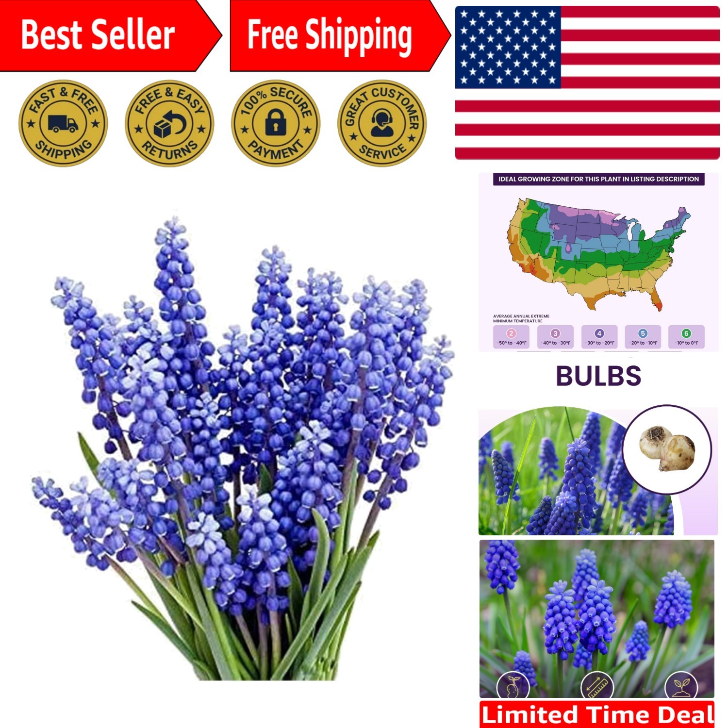 15 Pet-Friendly Grape Hyacinth Bulbs – Vibrant Blue Flowers for Spring