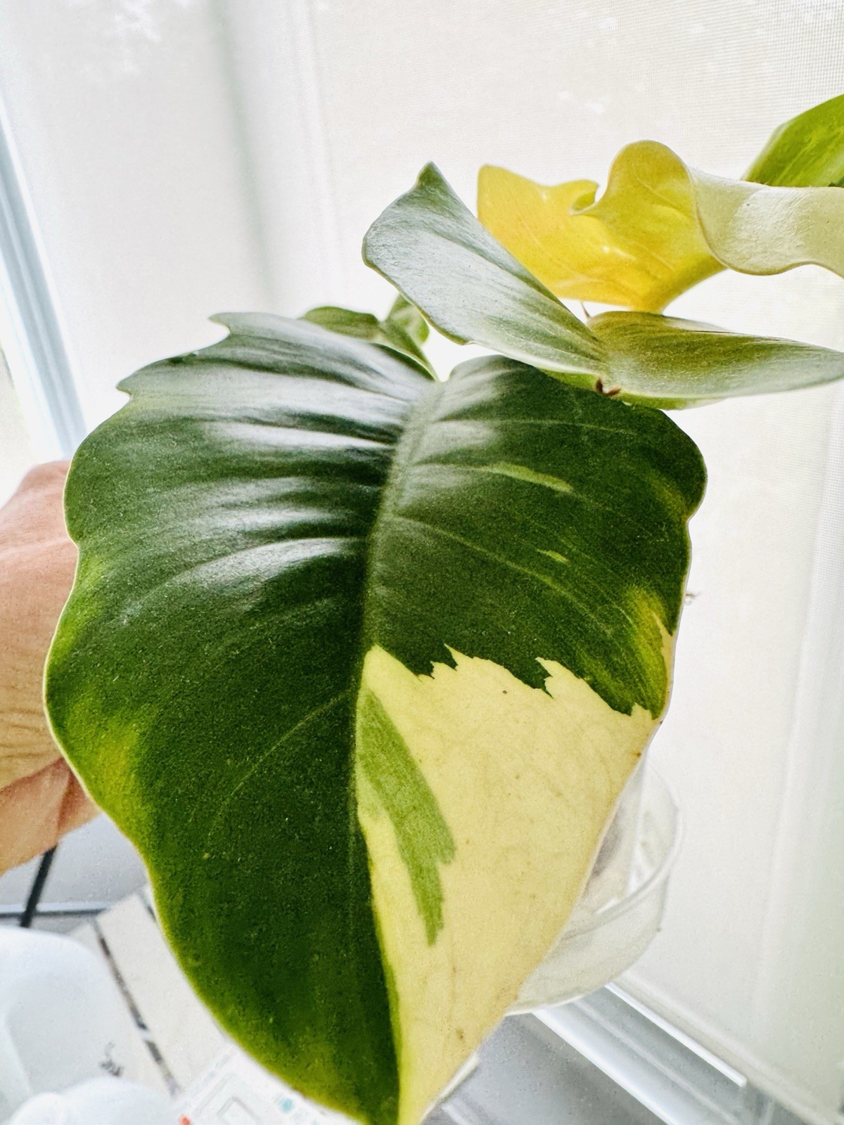 RARE Variegated Philodendron Golden Saw 5” — Hurry, only one available