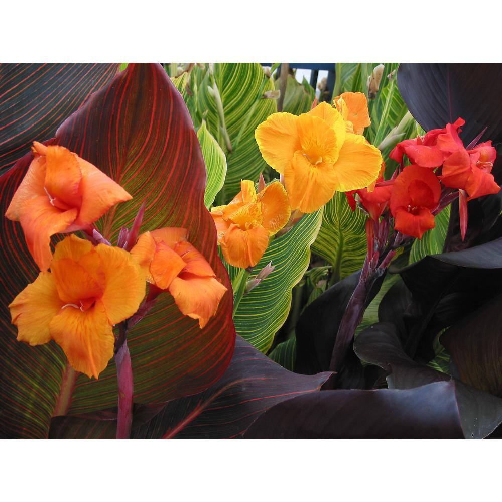1.0 Gal. Perennial Canna Tropicanna Gold (2-Pack)
