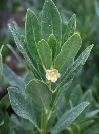 Anise Forest Green | 3 Gallon | Illicium floridanum | Fragrant Leaves | Shrub