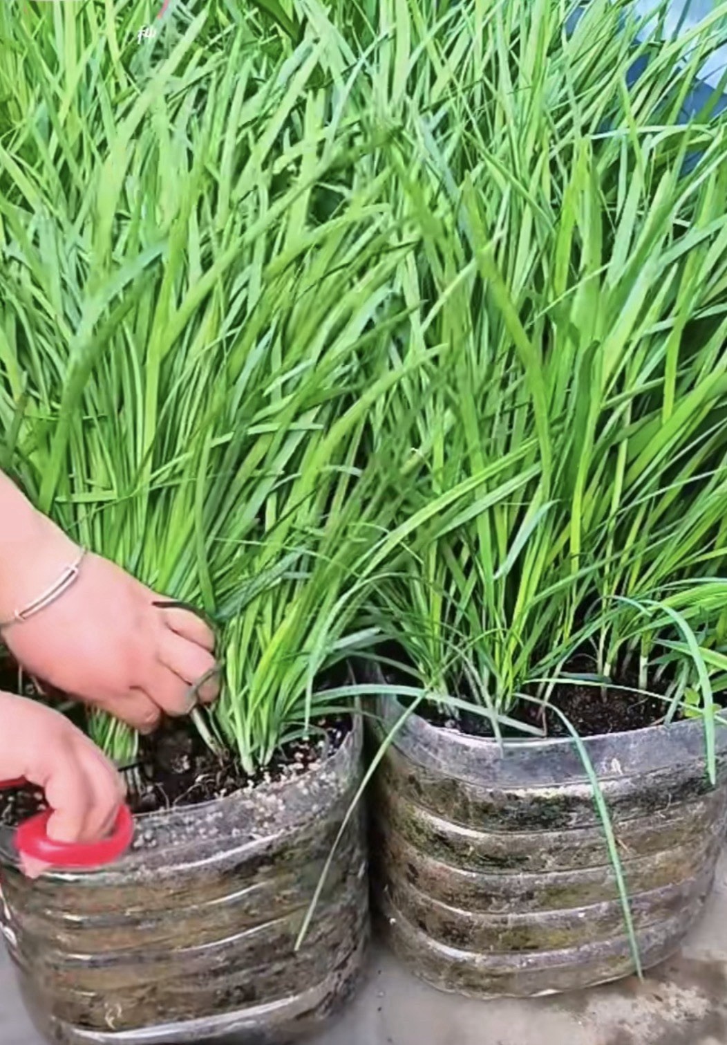 1000 Garlic Chives Seeds Non-GMO, 2025 My Garden Free Shipping韭菜种子(No Tracking)