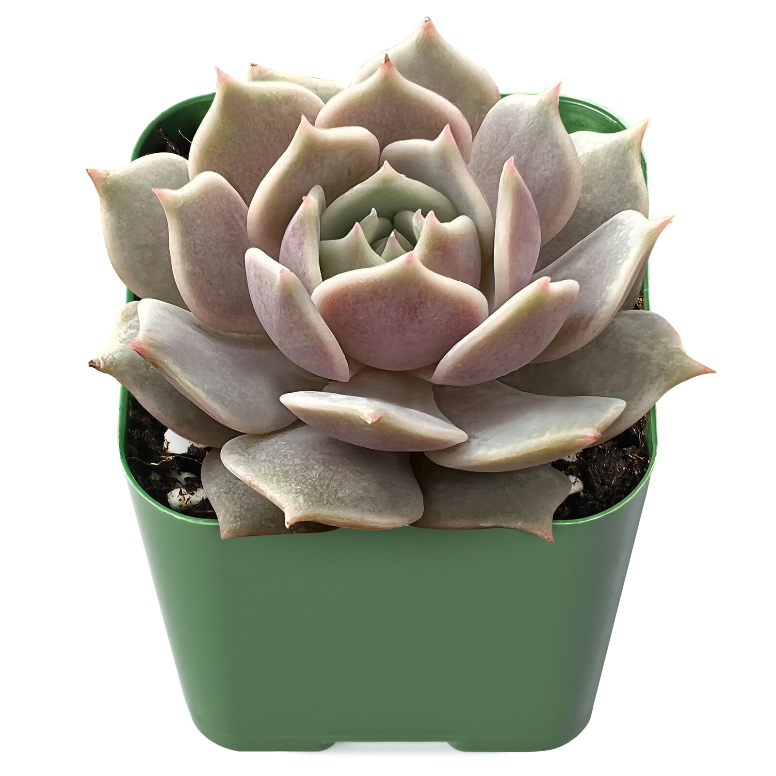 Live Rare Echeveria Lola Succulent Plant Fully Rooted in 2” Plastic Plant Pot