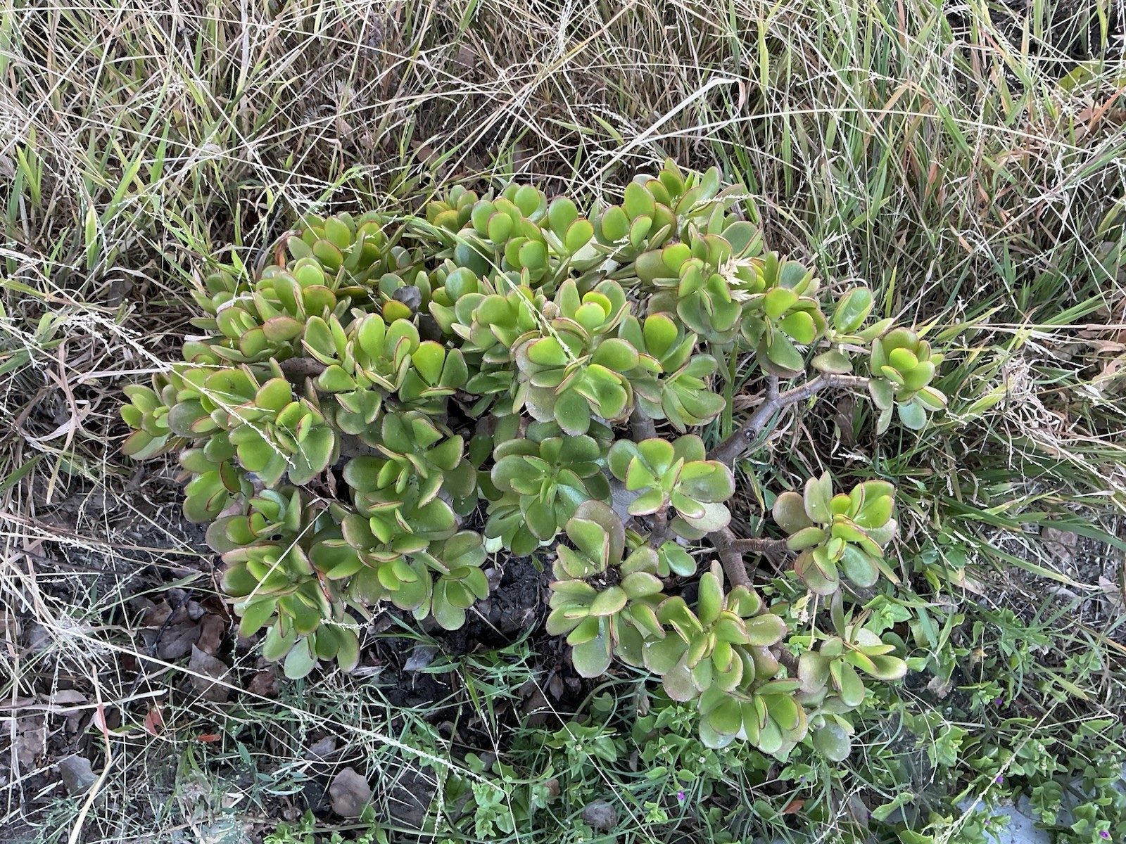 Lot Of 2 green Crassula Ovata Jade Plants , Rooted 15” To 17” tall with roots