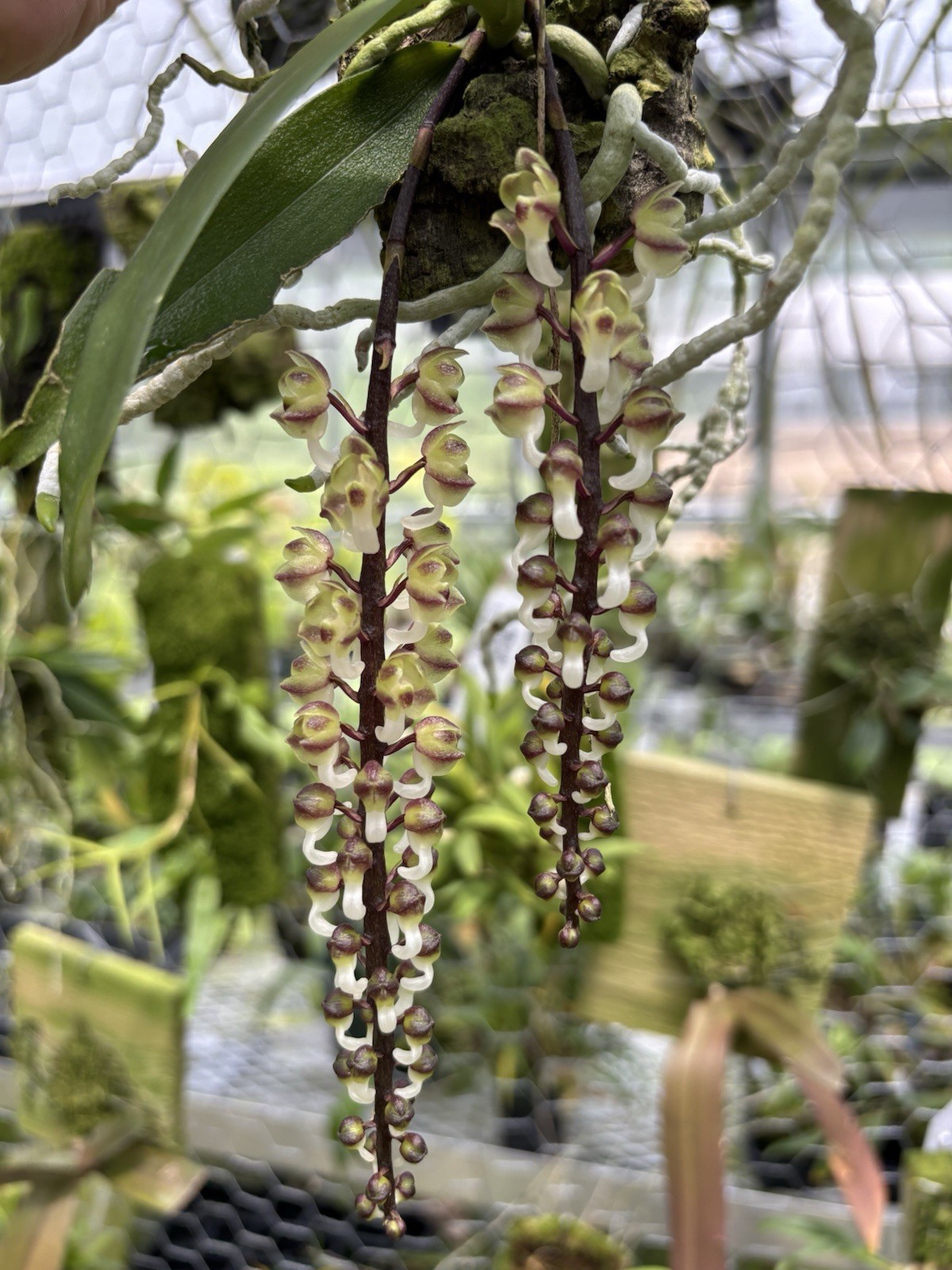 Uncifera thailandica DOUBLE SPIKE rare Miniature Orchid Species Vanda