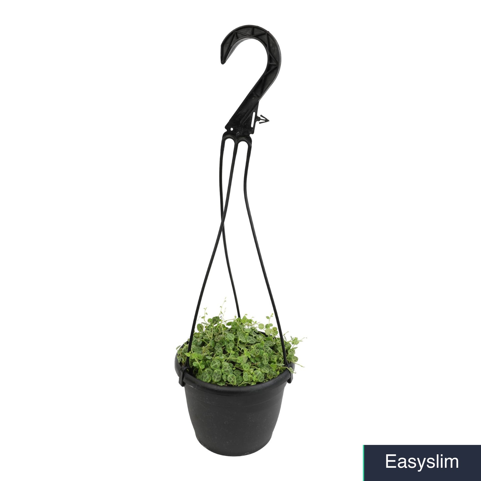 String of Turtles Live Plant Peperomia prostrata Pet Friendly Non-Toxic