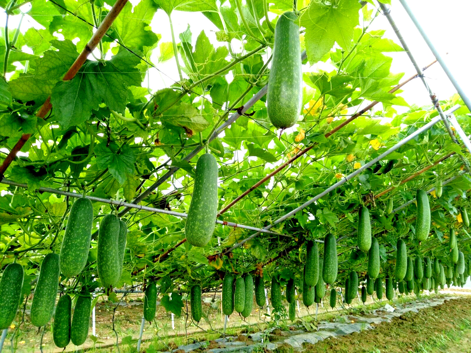 RARE✿ Heirloom Miniature Wax Melon/Mo Gwa/ Jie Gua 10 Seeds