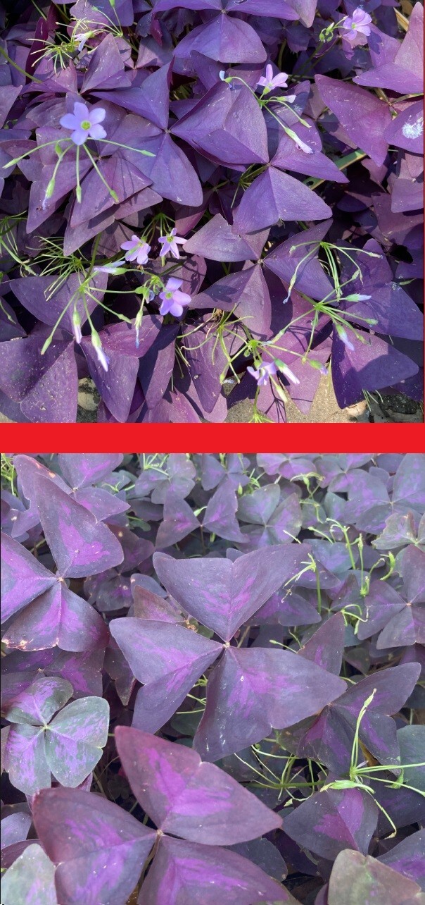 5 Oxalis Triangularis Myke , and 5 Purple Oxalis Triangularis Combo corms only