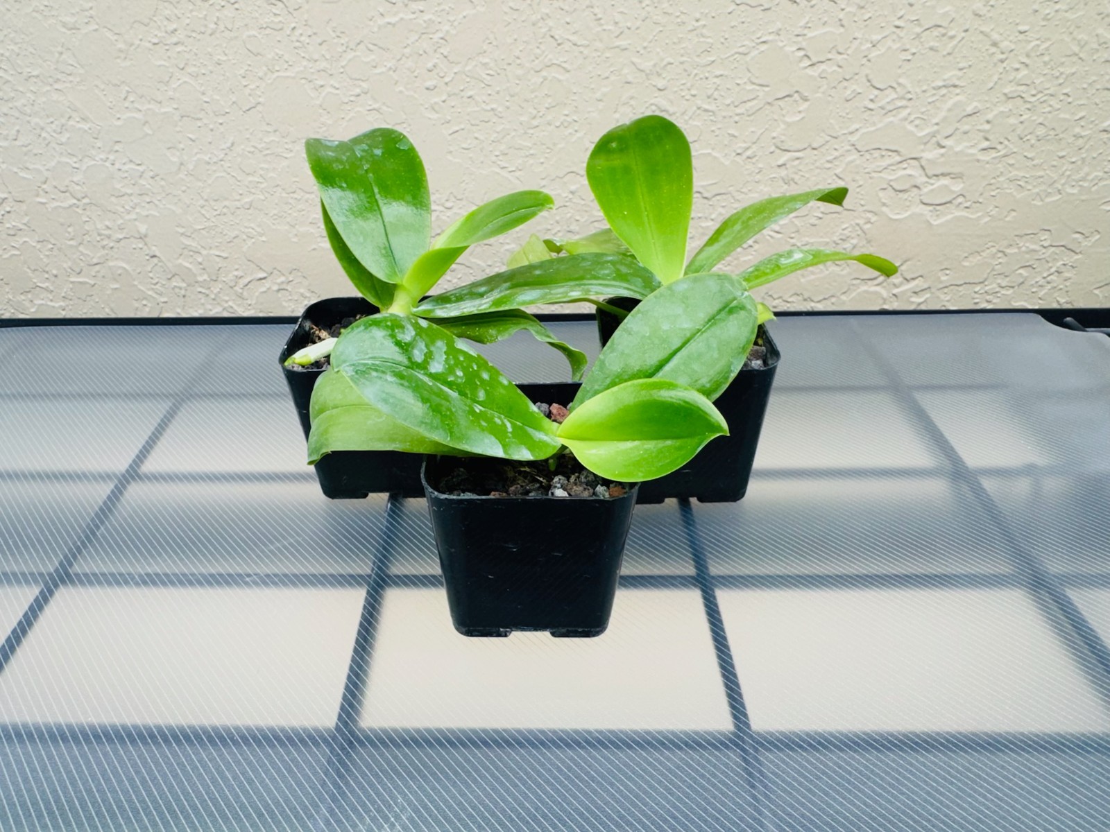 Phalaenopsis violacea “Blue Malaysia”