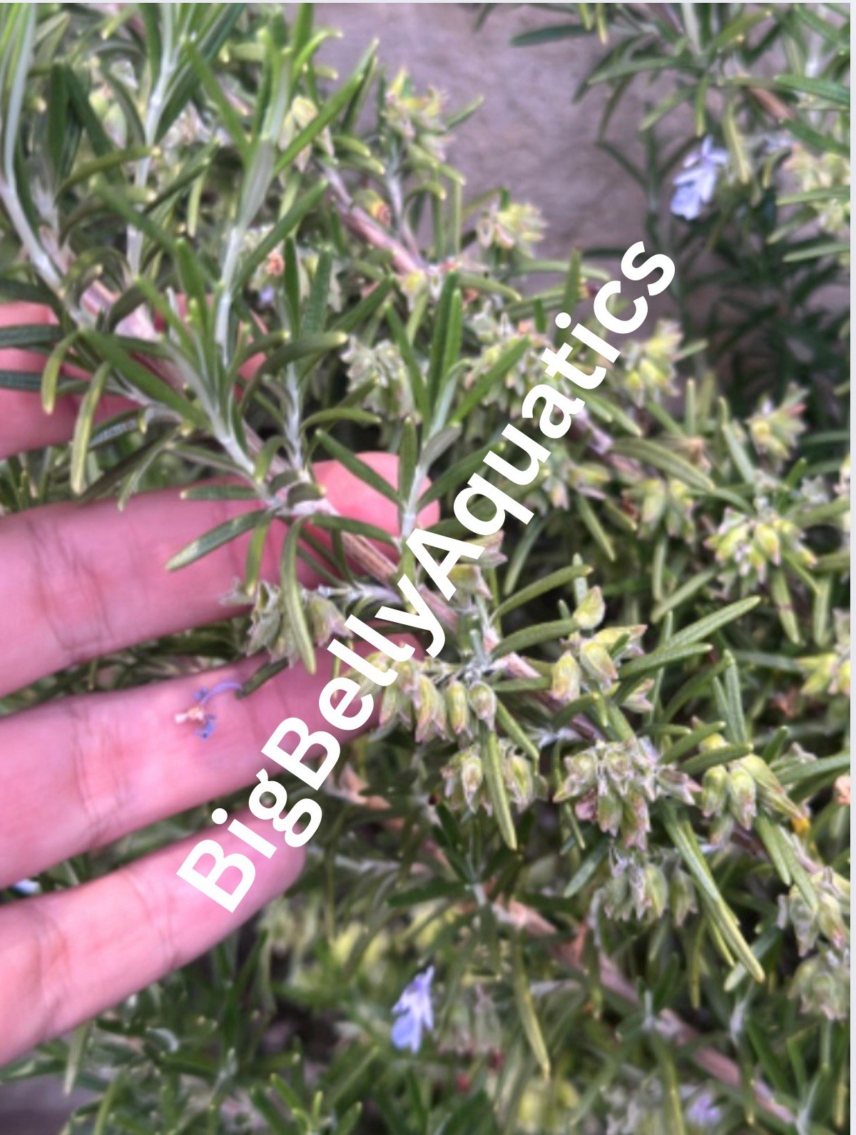Rosemary Cuttings 25 Cuttings Organic Deal-$1 per stem + Free shipping!!!