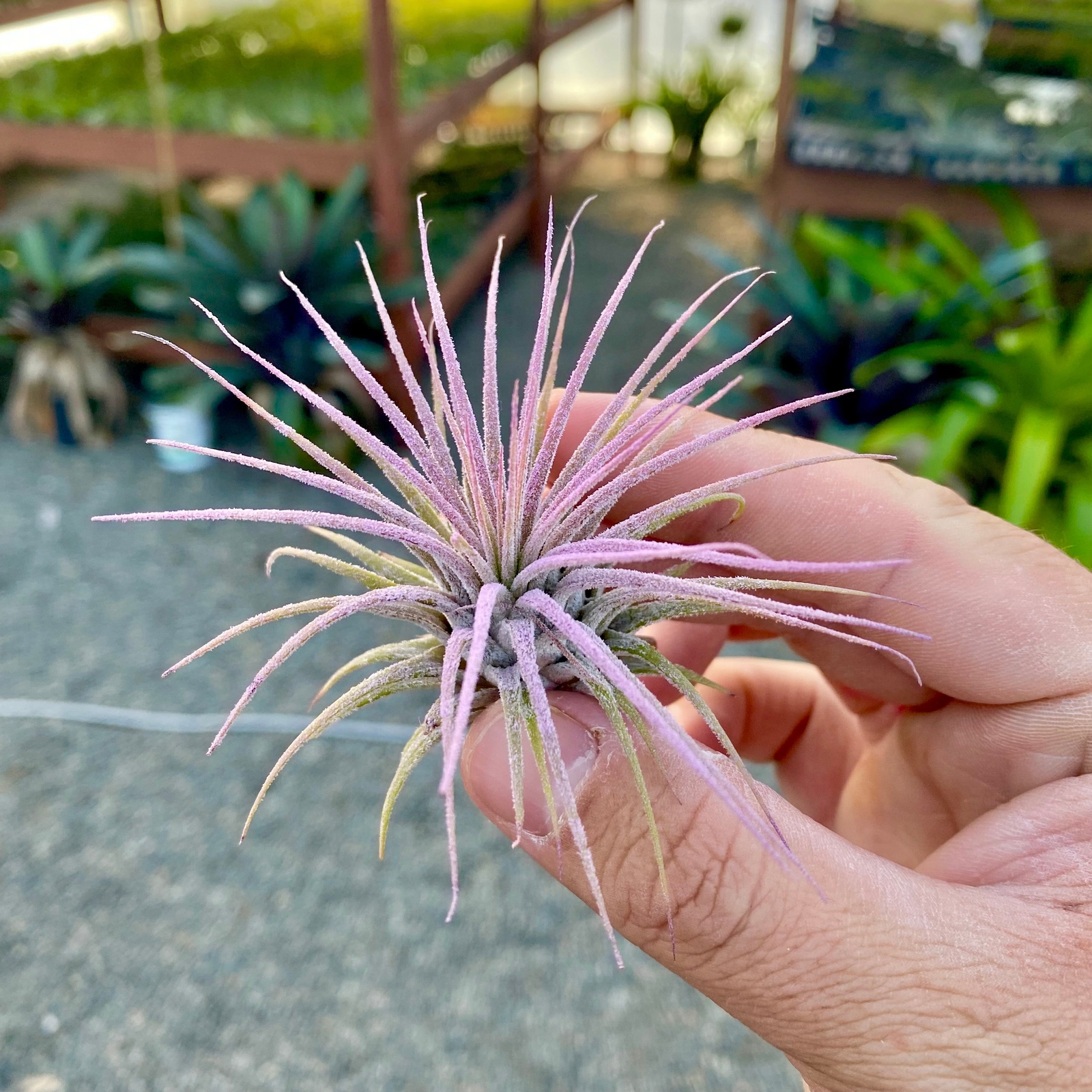 Ionantha Lavender Air Plant *Beautiful Light Dusty Color*