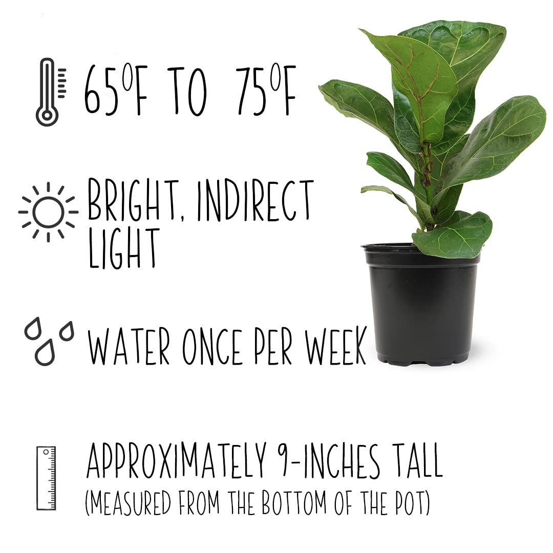 Live Fiddle Leaf Fig Plant Indoor Houseplant in Planter Pot with Soil Mix