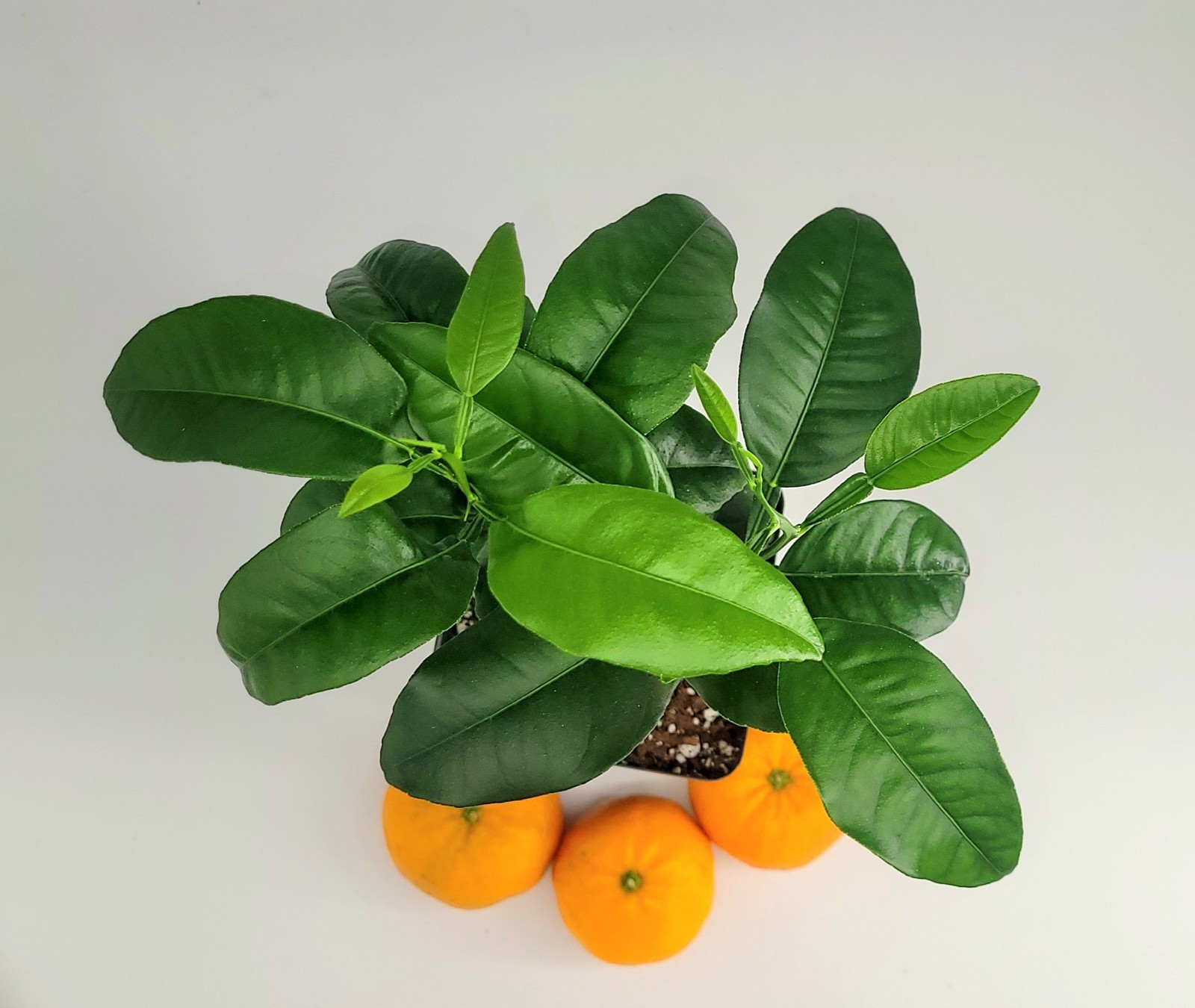 Set of 2 Satsuma Mandarin Orange trees, 6 inches To one Foot tall