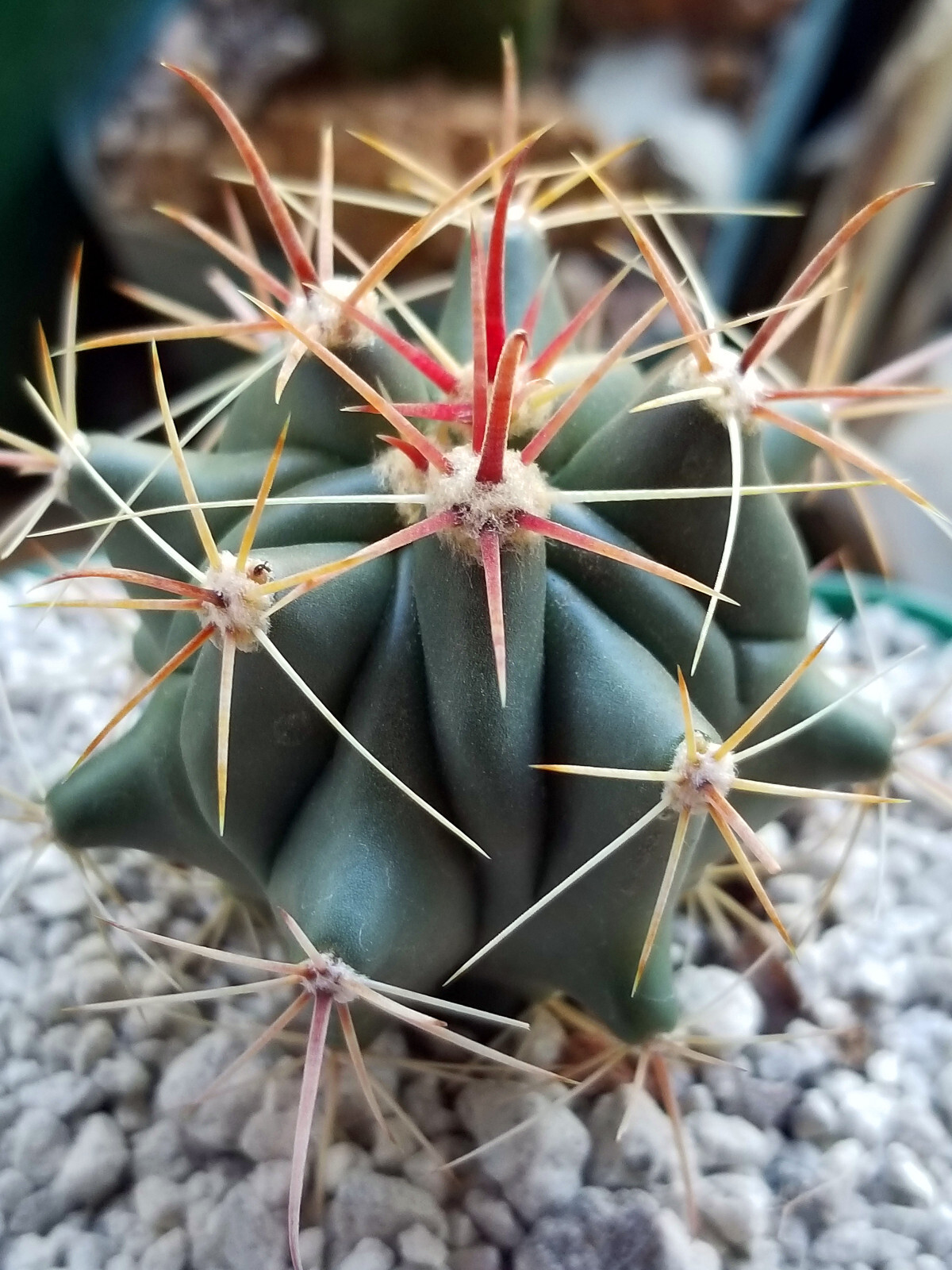 Ferrocactus Herrerae SW of Quiriego, Mexico – Super Attractive Barrel Cactus!
