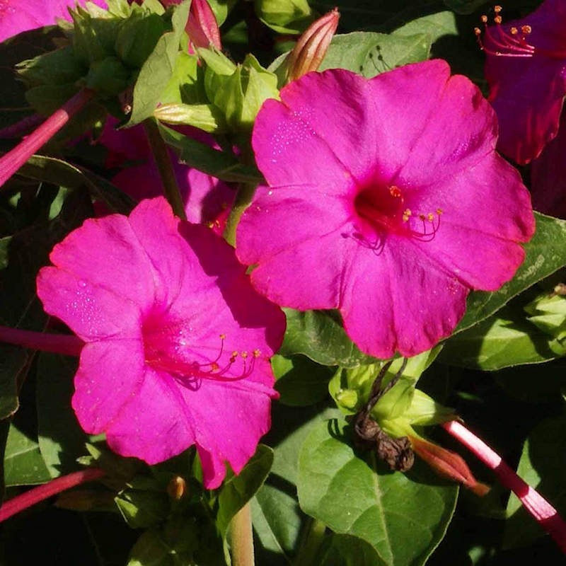 Four O’Clock Seeds Rose, Mirabilis Jalapa 50 Seeds Free Shipping!