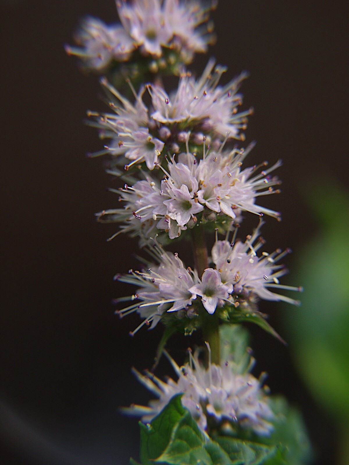 1000 Spearmint Seeds – Mentha spicata – Non-GMO Medicinal Herb and Tea