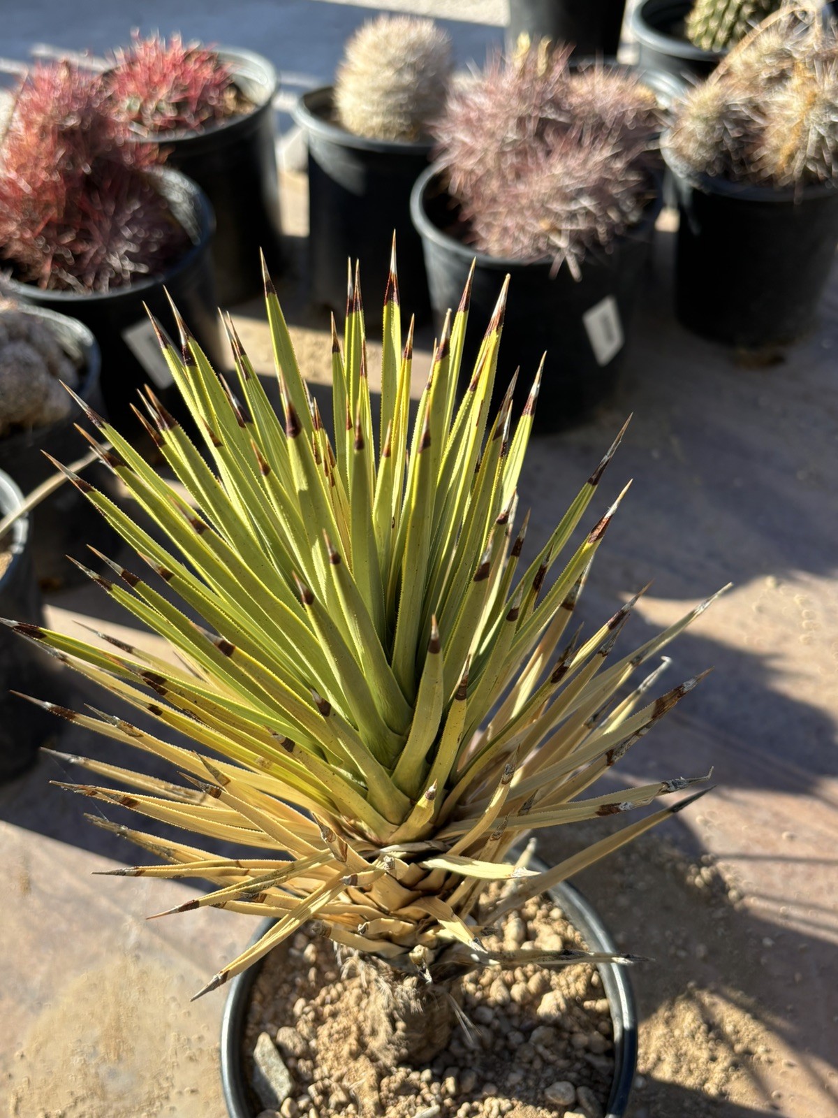 JOSHUA TREE #123 – SINGLE HEAD, 12 INCH – YUCCA BREVIFOLIA