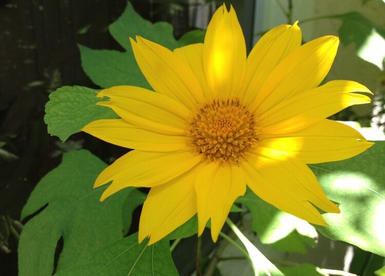 12 cuttings REAL TITHONIA DIVERSIFOLA perennial Mexican sunflower ORGANIC GROWN