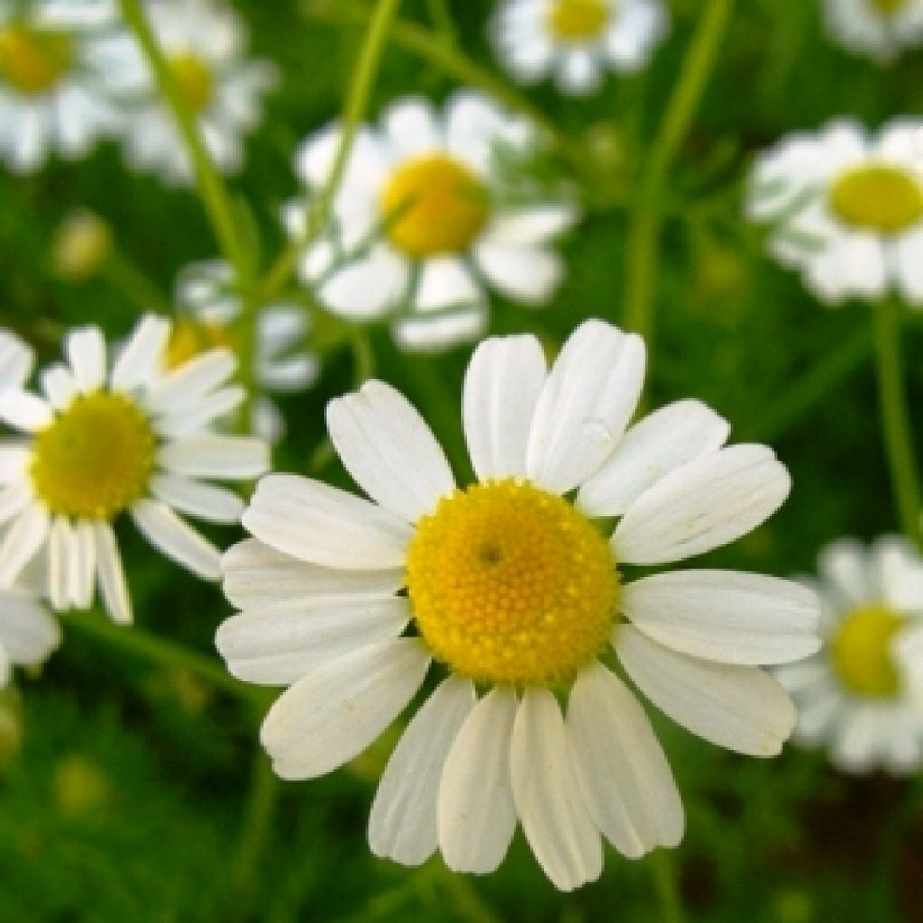 German Chamomile Seeds 2500+ Herb Medicinal Fragrant Groundcover ANNUAL USA