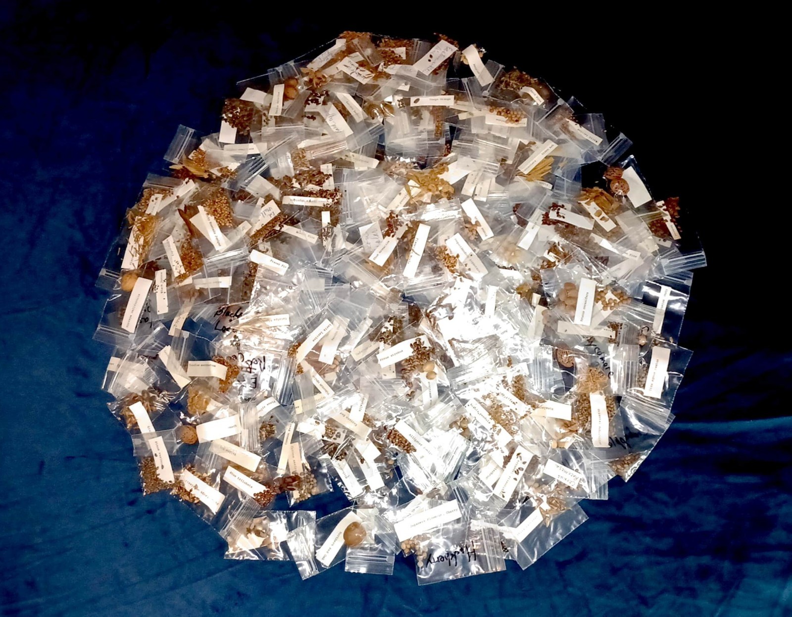 150+ PLUS SPECIES OF TREE SEEDS 6000+ PLUS IDENTIFIED SEEDS ARBORISTS GARDENERS