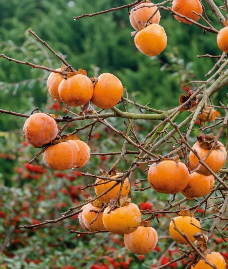 2 American Persimmon Tree – Live Plant in Quart Pot (6–12″ Tall)