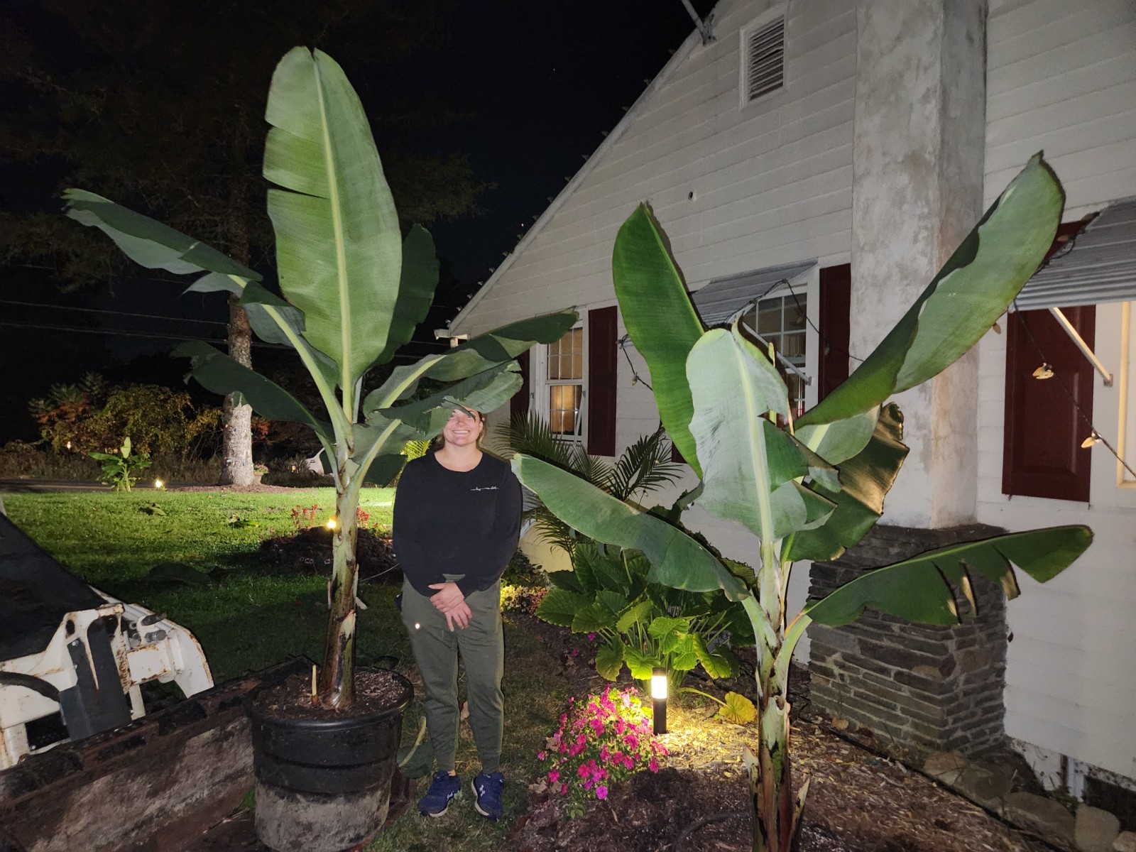 Banana Tree – Musa Grand Nain- Will Fruit This Year- Chiquita Banana