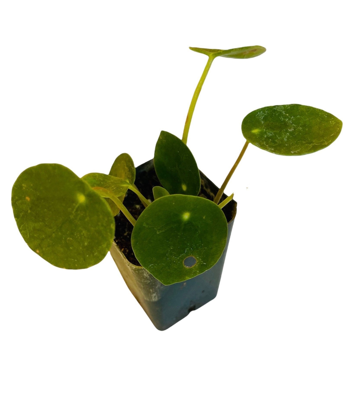 2.5” pot 4″pot UFO plant/Pilea peperomioides /Chinese money plant