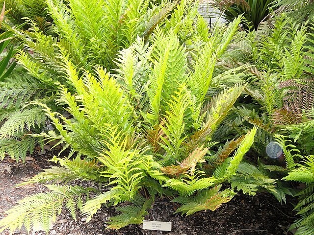 Todea barbara | King Fern | 100 Spores