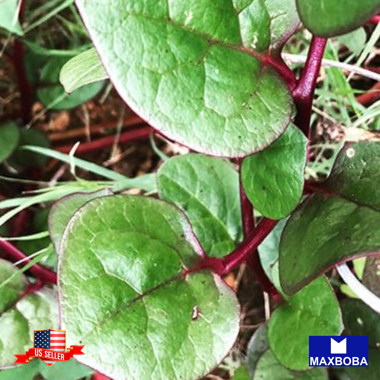 Spinach Fresh Seeds Red Malabar Non-GMO Heirloom Vegetable