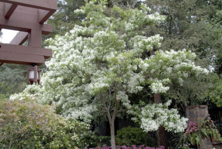The White Fringe Is A Deciduous Tree Turned Golden Yellow Single Trunk Quart Pot