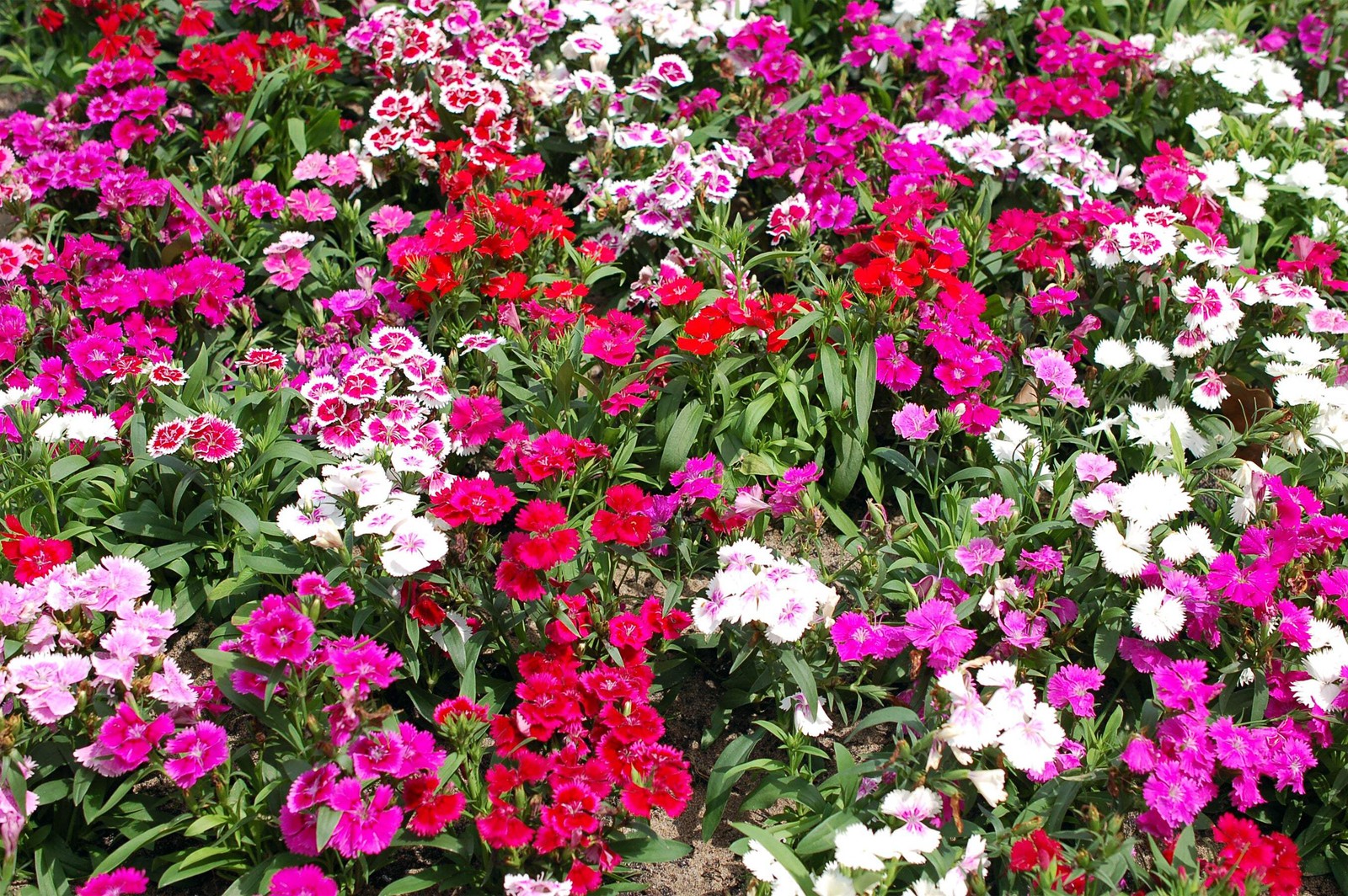 100 WEE Willie Dwarf SWEET WILLIAM Mixed Colors Dianthus Barbatus Flower Seeds