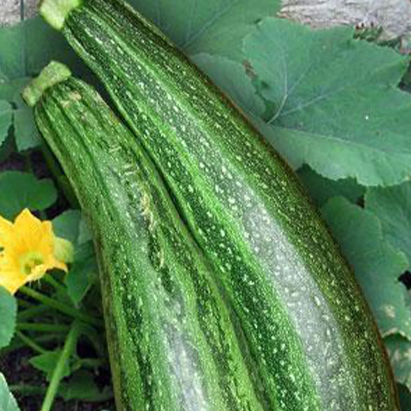 #11 Heirloom Vegetable Seeds 6 Variety Garden Set Emergency Survival NON-GMO WOW