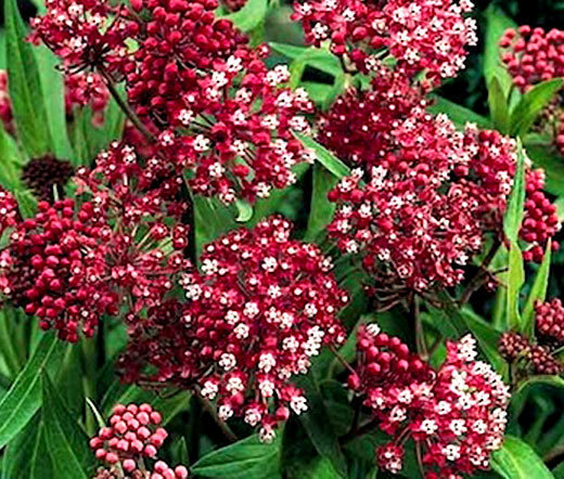 BUTTERFLY WEED ROSE Asclepias Incarnata – 20 Seeds