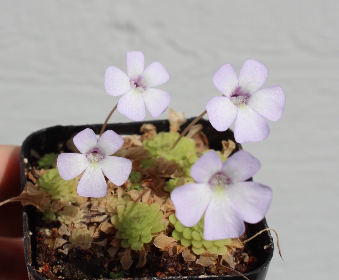 Pinguicula rotundiflora dainty whimsical flowers!