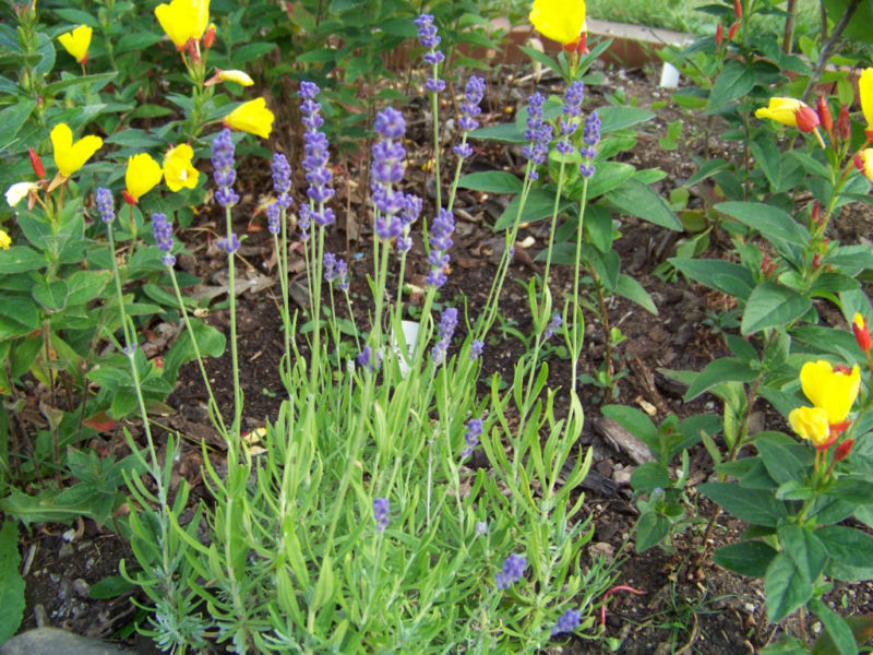 175 SEEDS – lavender VERA – TRUE ENGLISH herb GroCo USA – BUY ANY 15-SHIPS FREE