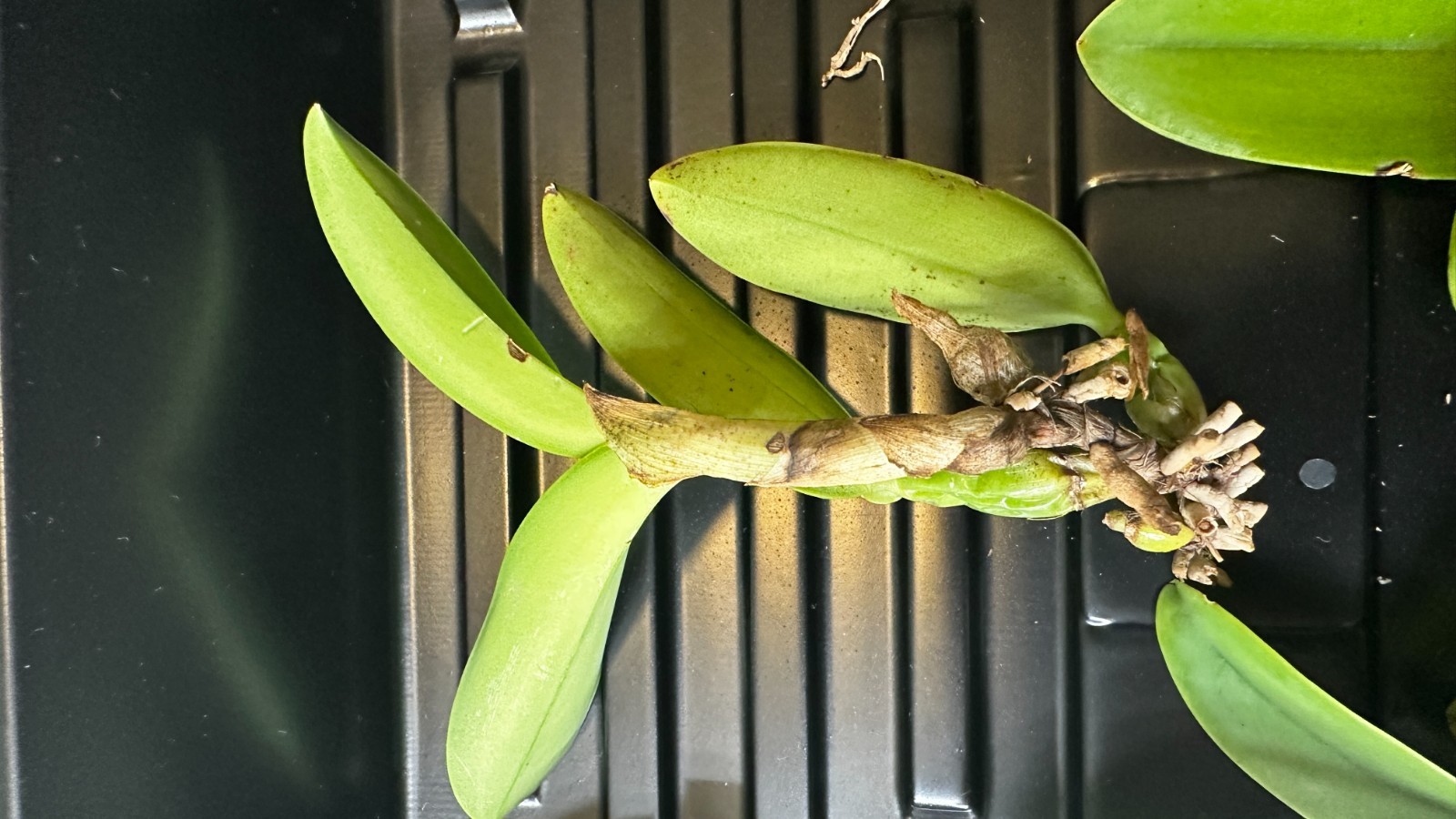 Cattleya walkeriana var. coerulea ‘Edward’ SM/JOS [Bareroot]