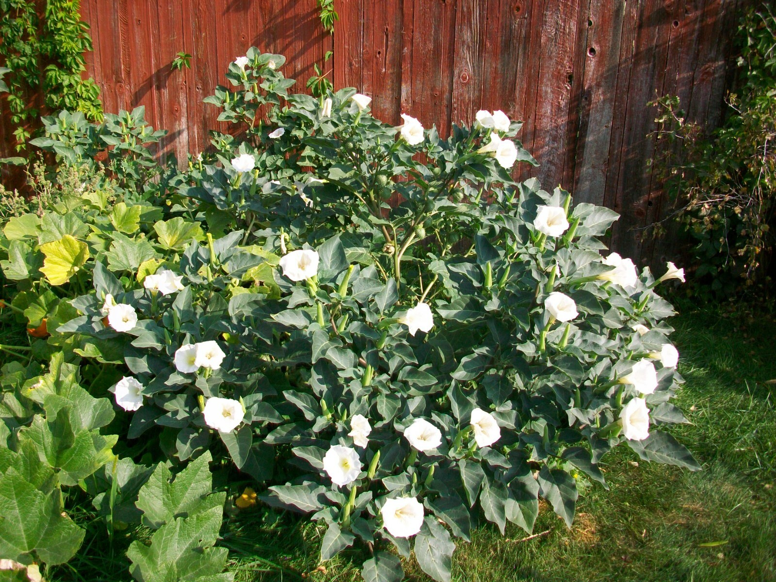 Datura inoxia Seeds Moonflower Thornapple Angel Trumpet Flower Herb innoxia