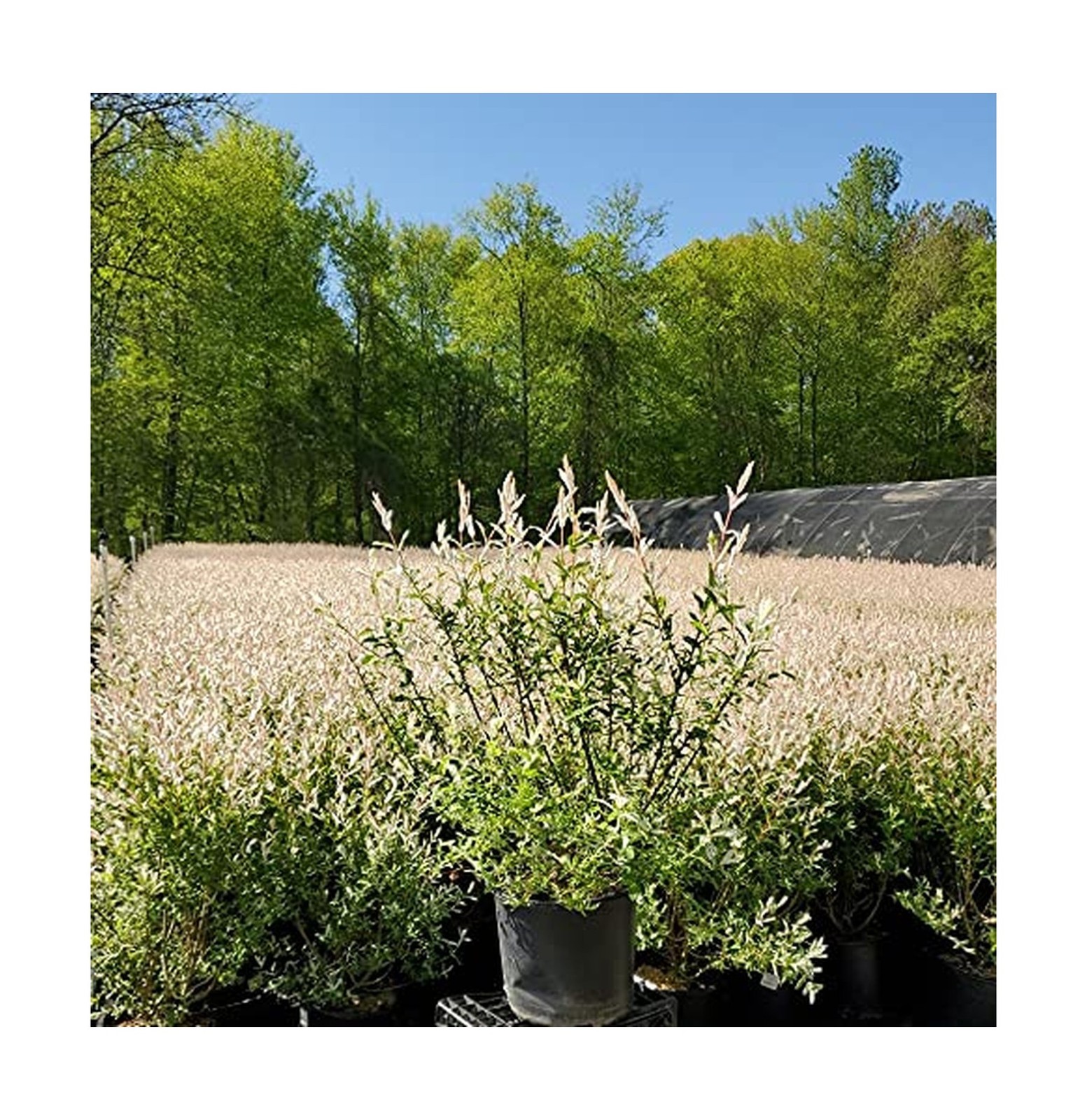 Green Promise Farms – Salix `Hakaro Nishiki’ (Dappled Willow)Shrub, #3 -Size …